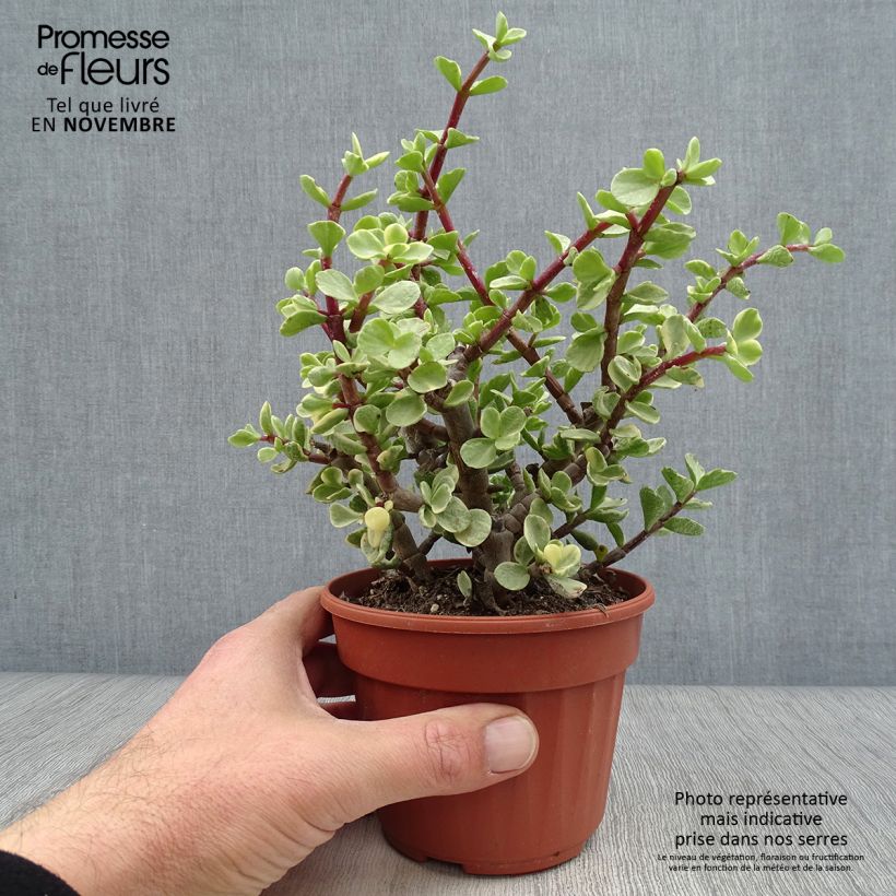 Esimerkki syksyllä toimitetusta Pensasportulakka Variegata 12 cm / 13 cm ruukku-taimesta