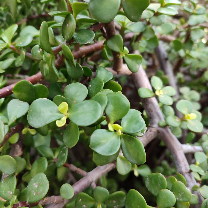 Pensasportulakka - Portulacaria afra (Lehvistö)