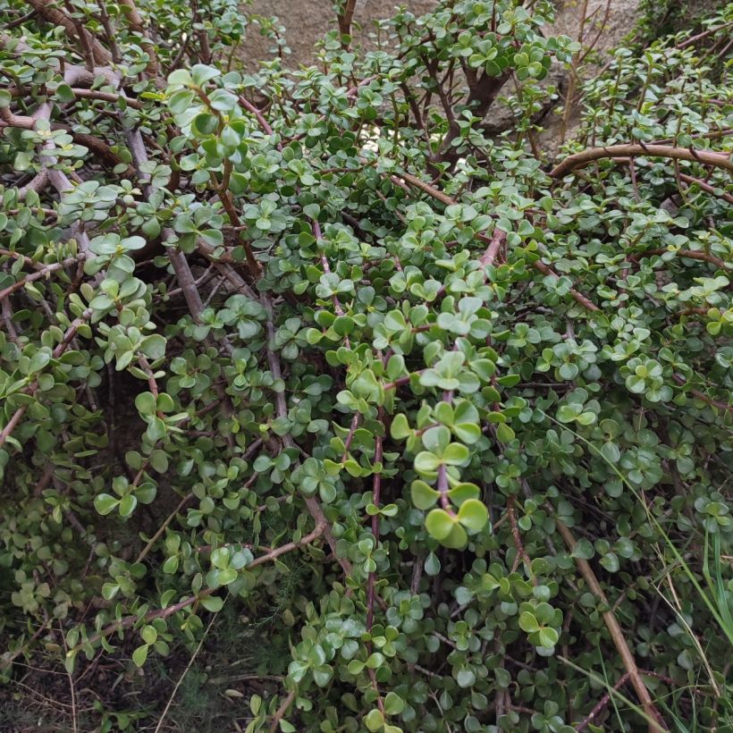 Pensasportulakka - Portulacaria afra (Kasvutapa)