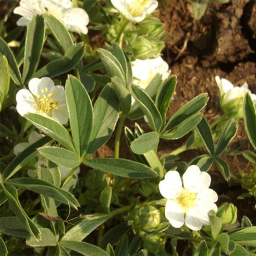 Sveitsinhanhikki - Potentilla alba (Kukinta)