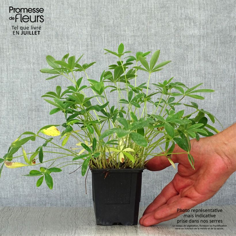 Esimerkki kesällä toimitetusta Sveitsinhanhikki - Potentilla alba Godet de 8/9 cm-taimesta