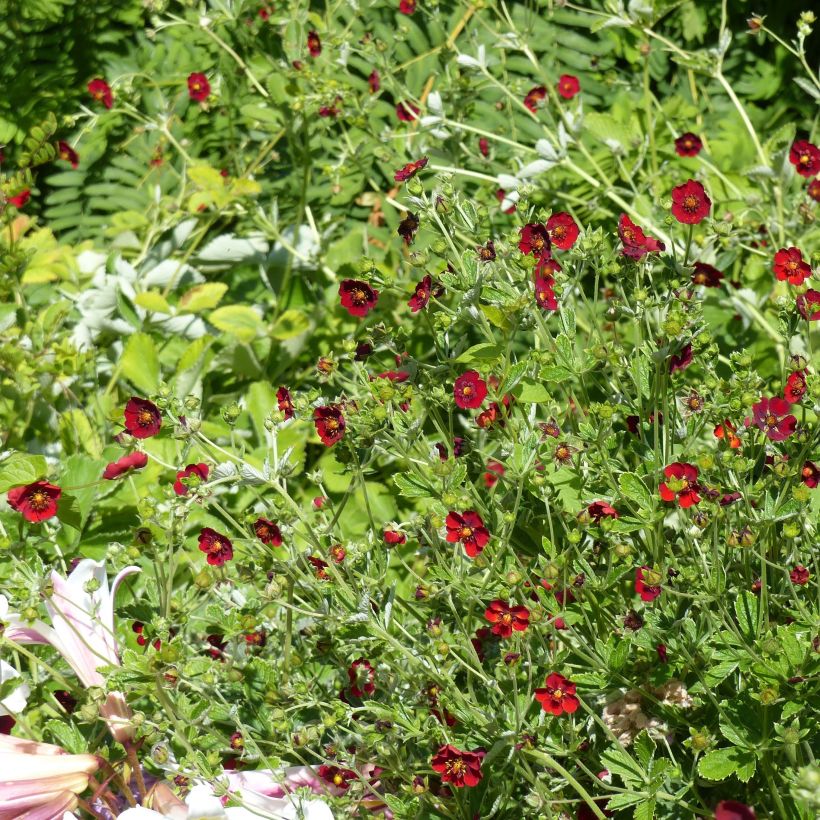 Verihanhikki - Potentilla atrosanguinea (Kasvutapa)