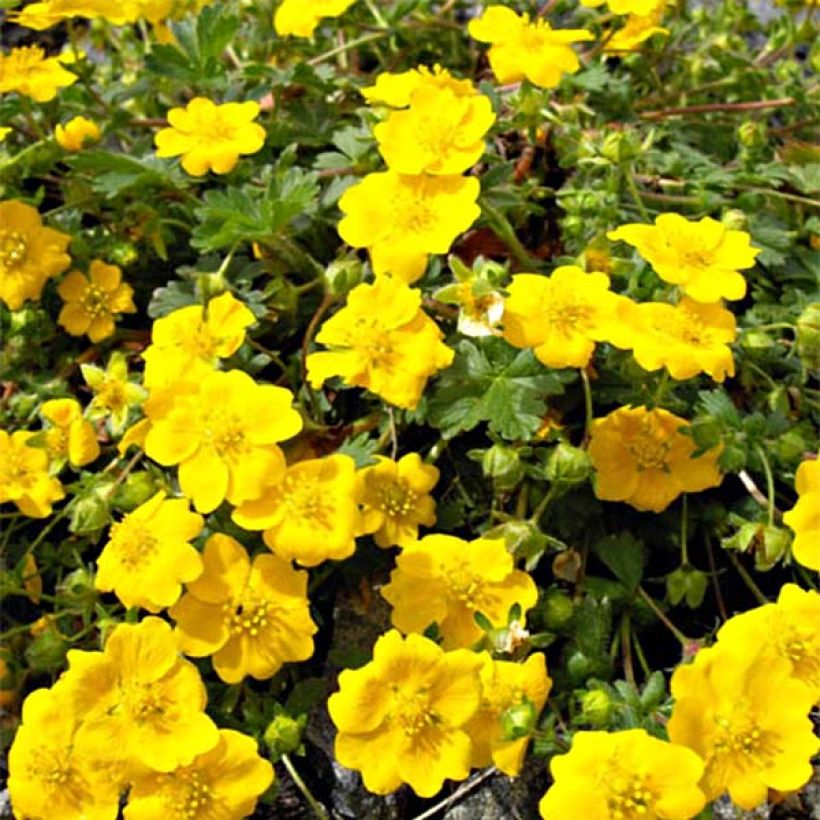 Kultahanhikki - Potentilla aurea (Kukinta)