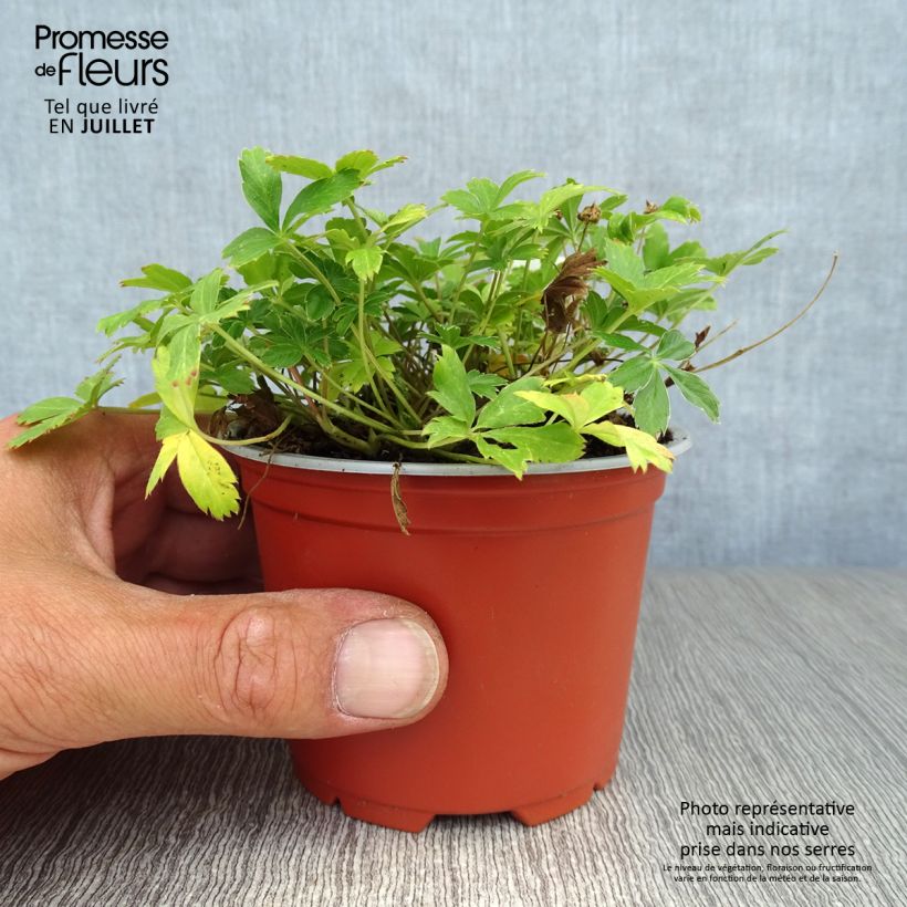 Esimerkki kesällä toimitetusta Kultahanhikki - Potentilla aurea Godet de 8/9 cm-taimesta