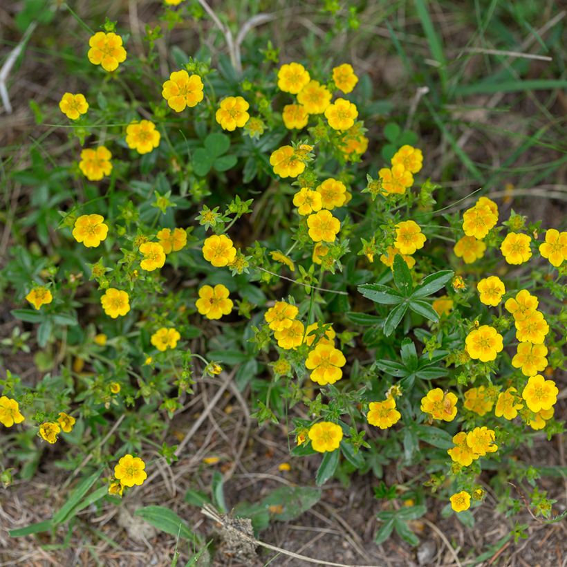 Kultahanhikki - Potentilla aurea (Kasvutapa)