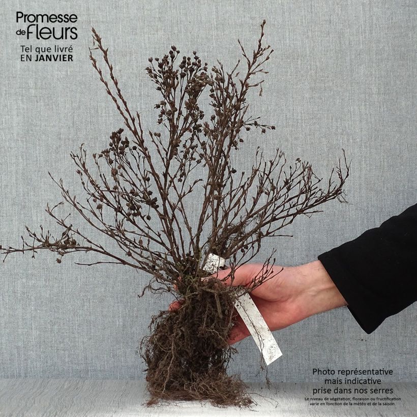 Example of Pensashanhikki Abbotswood Petites Racines nues as you get in hiver