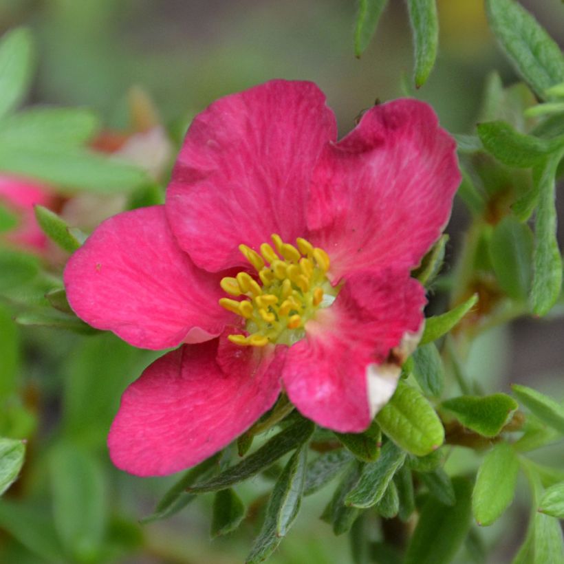 Pensashanhikki Bellissima (Kukinta)