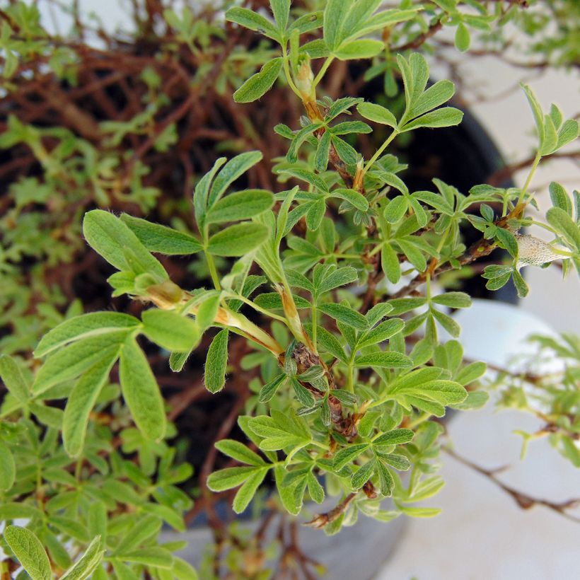 Pensashanhikki Bellissima (Lehvistö)