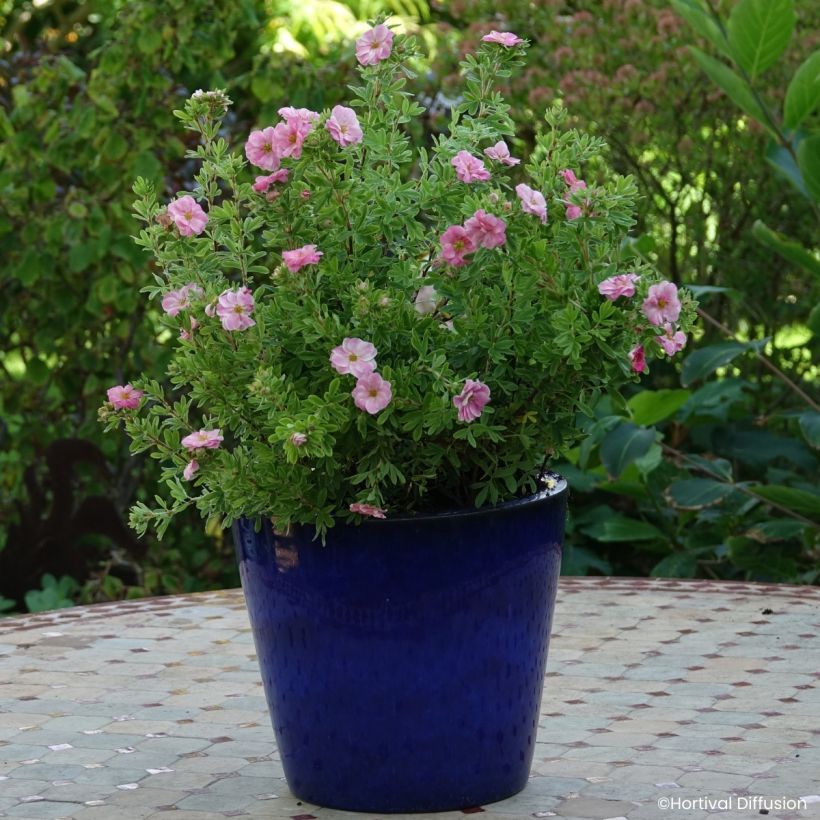 Pensashanhikki Double Punch Pink (Kasvutapa)