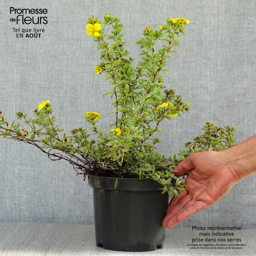 Esimerkki kesällä toimitetusta Pensashanhikki Goldteppich Pot de 1,5L/2L-taimesta