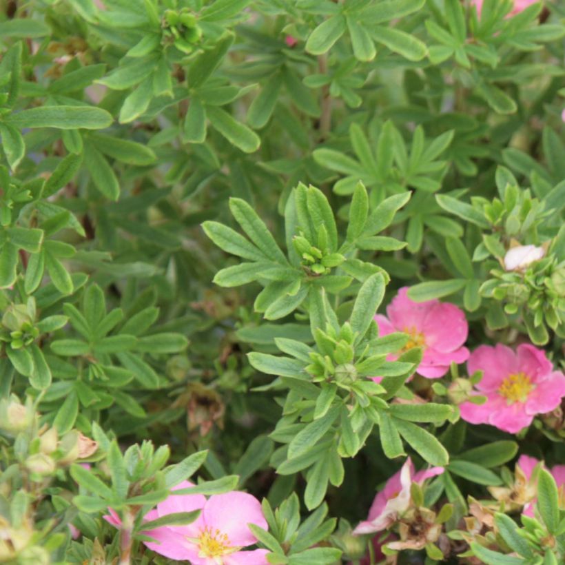 Pensashanhikki Lovely Pink (Lehvistö)