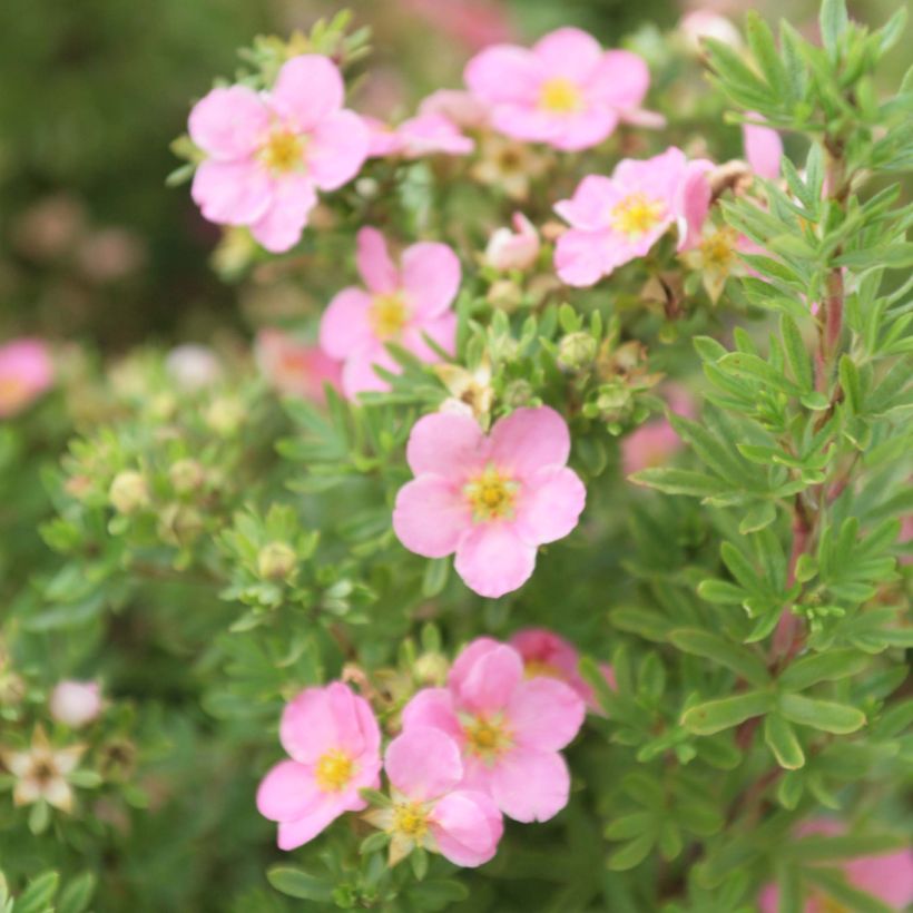 Pensashanhikki Lovely Pink (Kukinta)