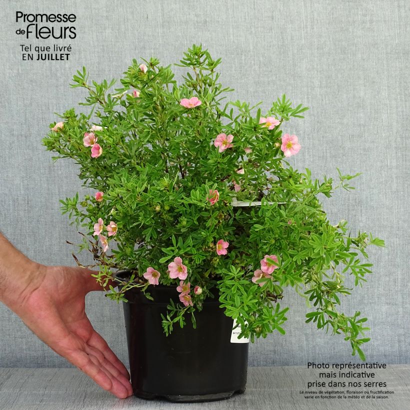 Esimerkki kesällä toimitetusta Pensashanhikki Lovely Pink Pot de 1,5L/2L-taimesta