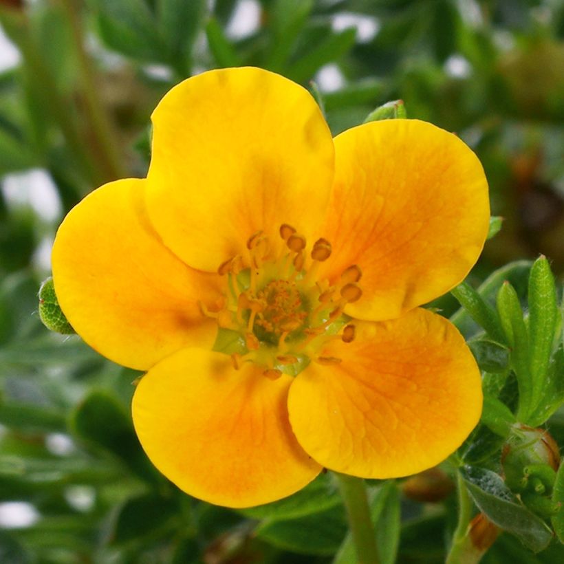 Pensashanhikki Mandarin Tango (Kukinta)