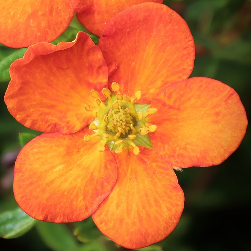 Pensashanhikki Orangissima (Kukinta)