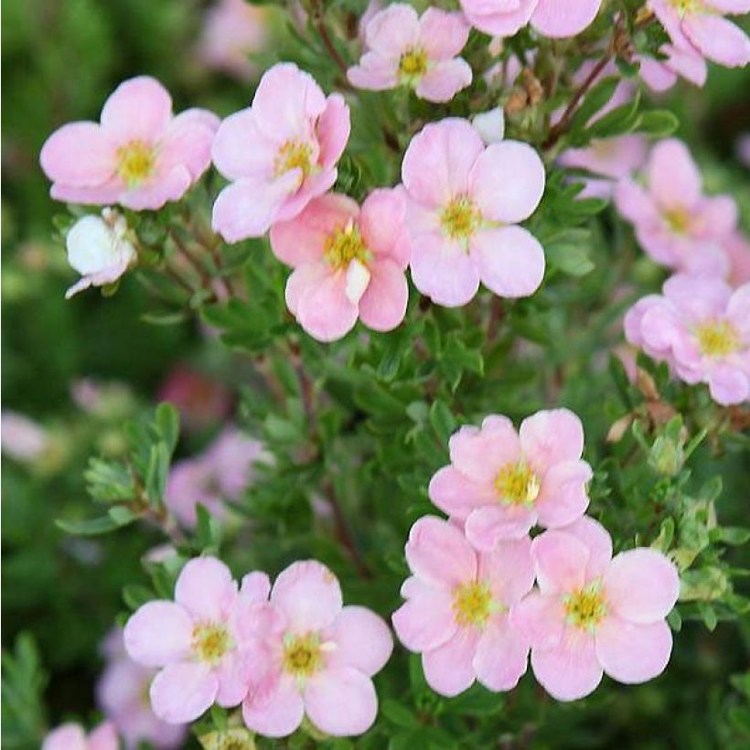 Pensashanhikki Pink Beauty (Kukinta)