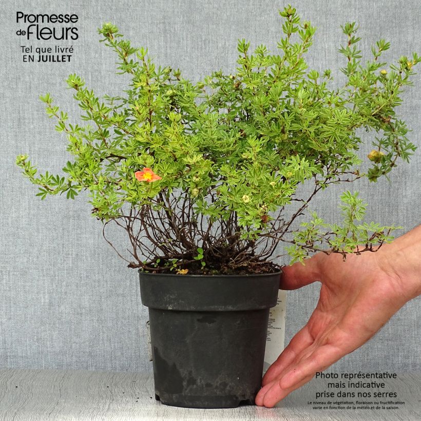 Esimerkki kesällä toimitetusta Pensashanhikki Red Ace Pot de 1L/1,5L-taimesta