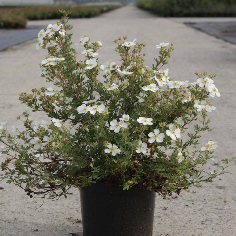 Pensashanhikki White Lady (Kasvutapa)