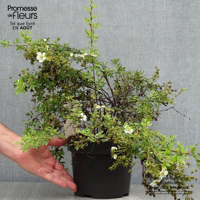 Esimerkki kesällä toimitetusta Pensashanhikki White Lady Pot de 3L/4L-taimesta