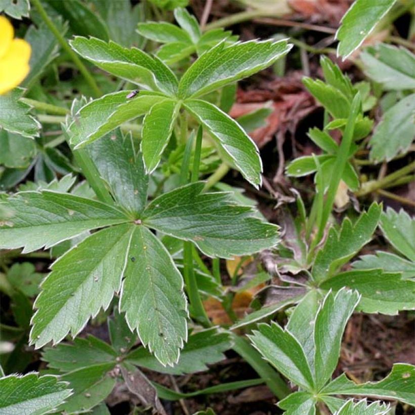 Pensashanhikki Orange (Lehvistö)