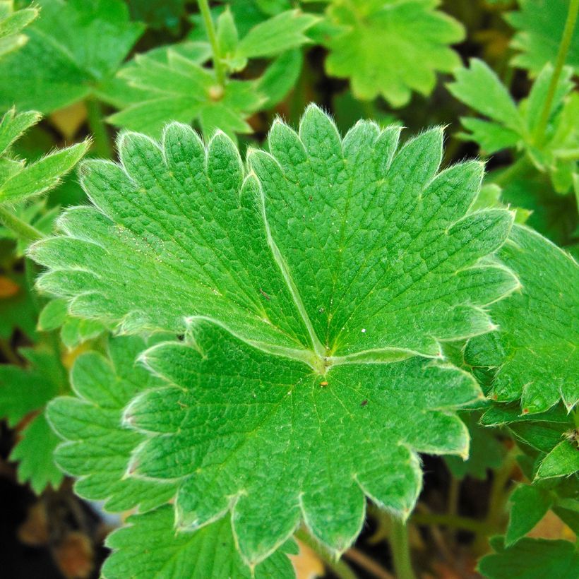 Japaninhanhikki - Potentilla megalantha (Lehvistö)