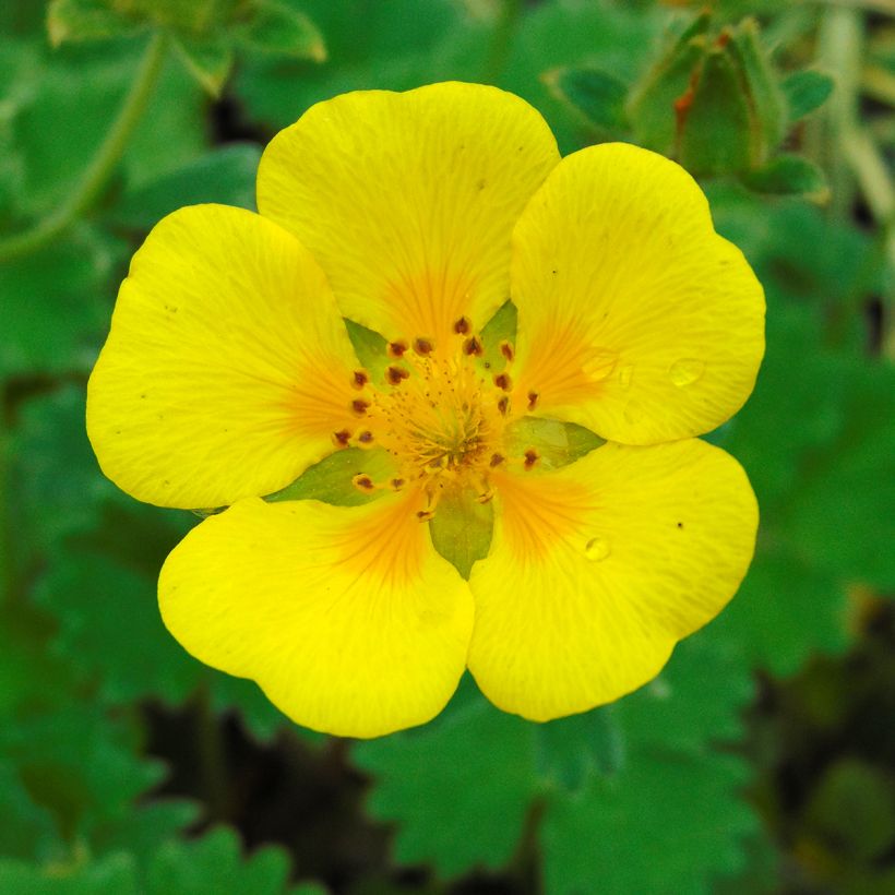 Japaninhanhikki - Potentilla megalantha (Kukinta)