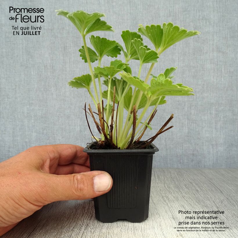 Esimerkki kesällä toimitetusta Japaninhanhikki - Potentilla megalantha Godet de 8/9 cm-taimesta