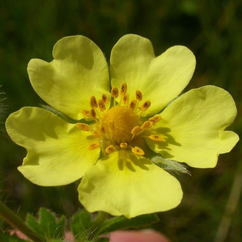 Pystyhanhikki Warrenii (Kukinta)