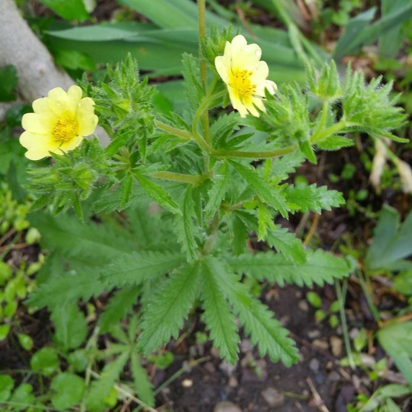 Pystyhanhikki Warrenii (Kasvutapa)