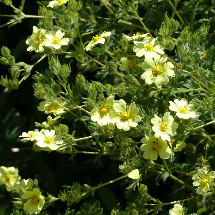 Pystyhanhikki var. sulphurea (Kukinta)