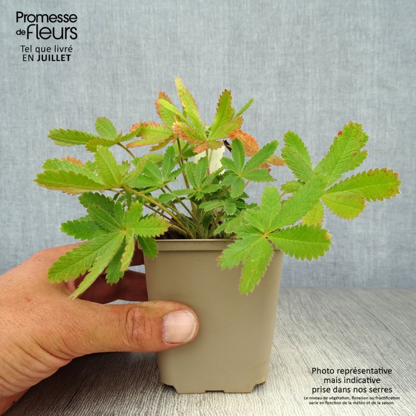 Esimerkki kesällä toimitetusta Pystyhanhikki var. sulphurea Taimiruukku 8/9 cm-taimesta