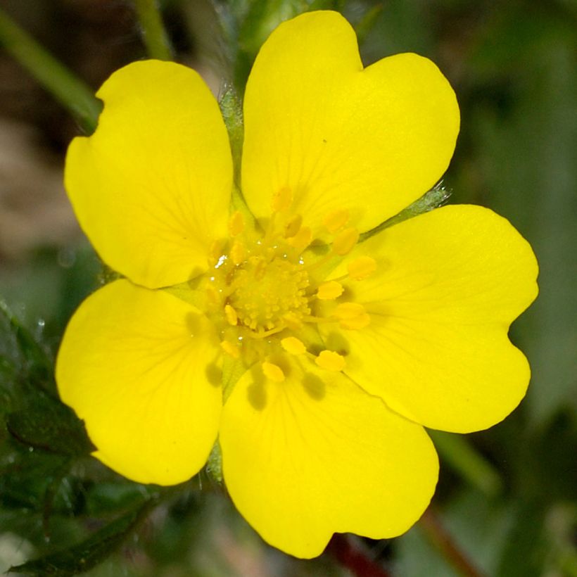 Pikkuhanhikki - Potentilla verna (viridis) (Kukinta)