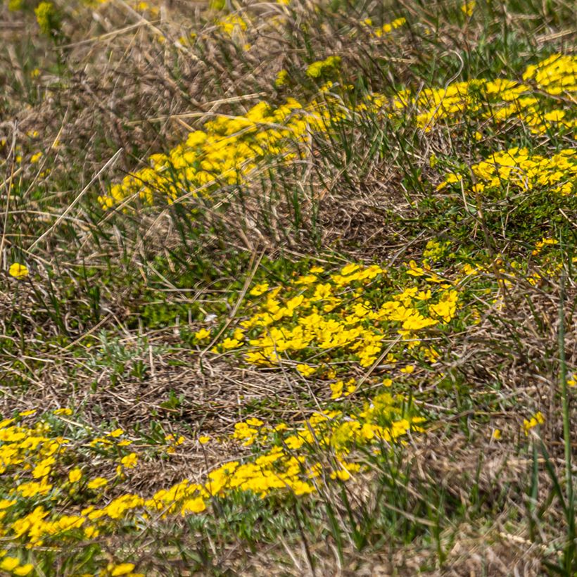 Pikkuhanhikki - Potentilla verna (viridis) (Kasvutapa)