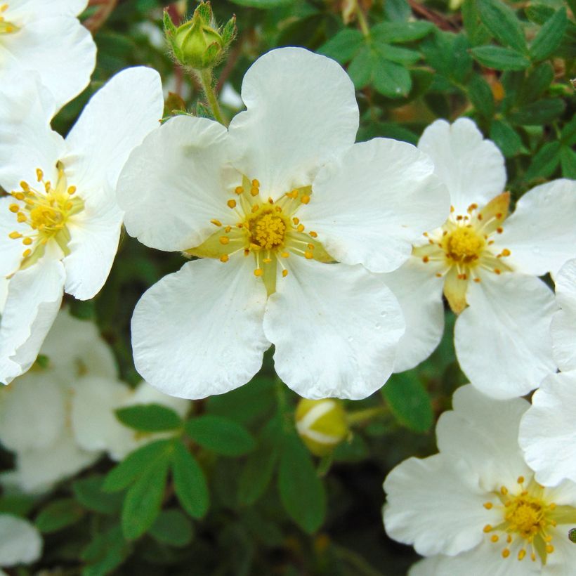 Pensashanhikki Abbotswood (Flowering)