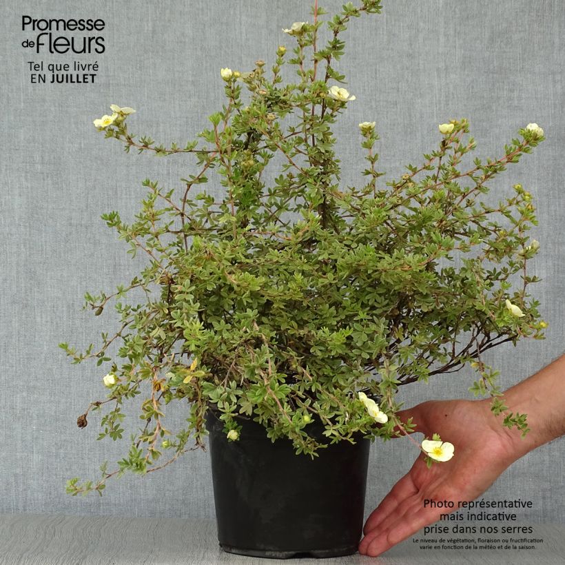 Esimerkki kesällä toimitetusta Pensashanhikki Primrose Beauty Ruukku 2L / 3L-taimesta