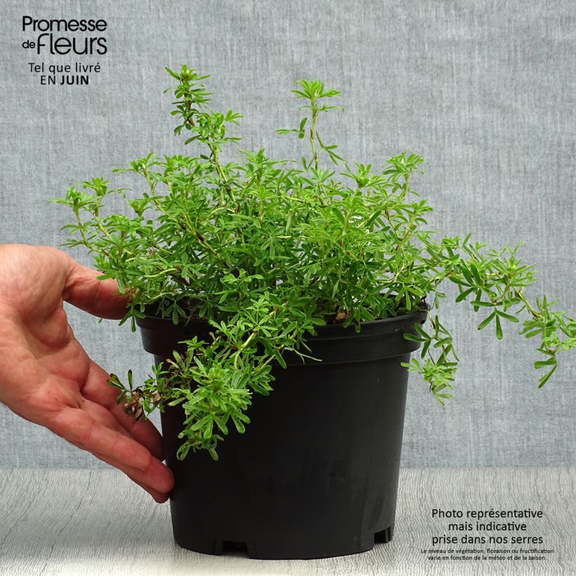 Esimerkki kesällä toimitetusta Pensashanhikki Bella Sol (´Hachdon´) Pot de 2L/3L-taimesta