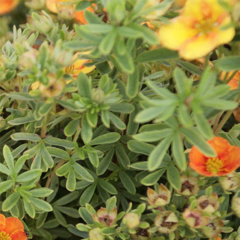 Pensashanhikki Mango Tango (Lehvistö)
