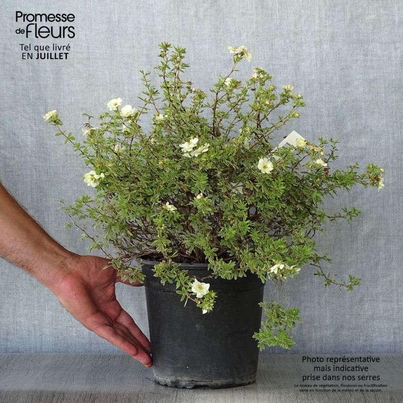 Esimerkki kesällä toimitetusta Pensashanhikki Double Punch Cream Pot de 3L/4L-taimesta