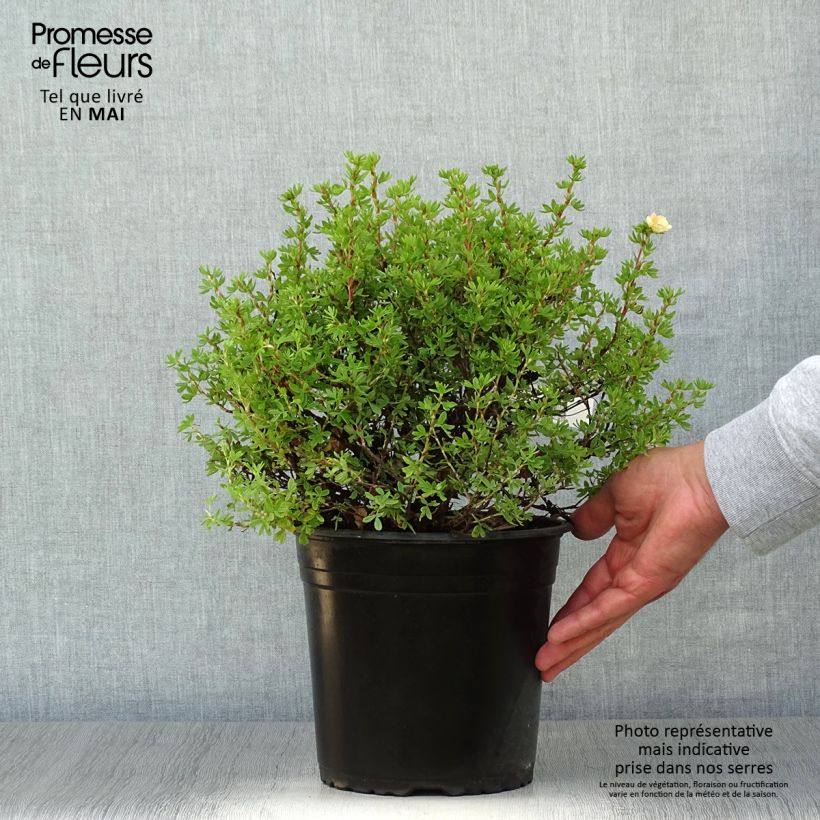 Esimerkki keväällä toimitetusta Pensashanhikki Double Punch Peach Pot de 3L/4L-taimesta