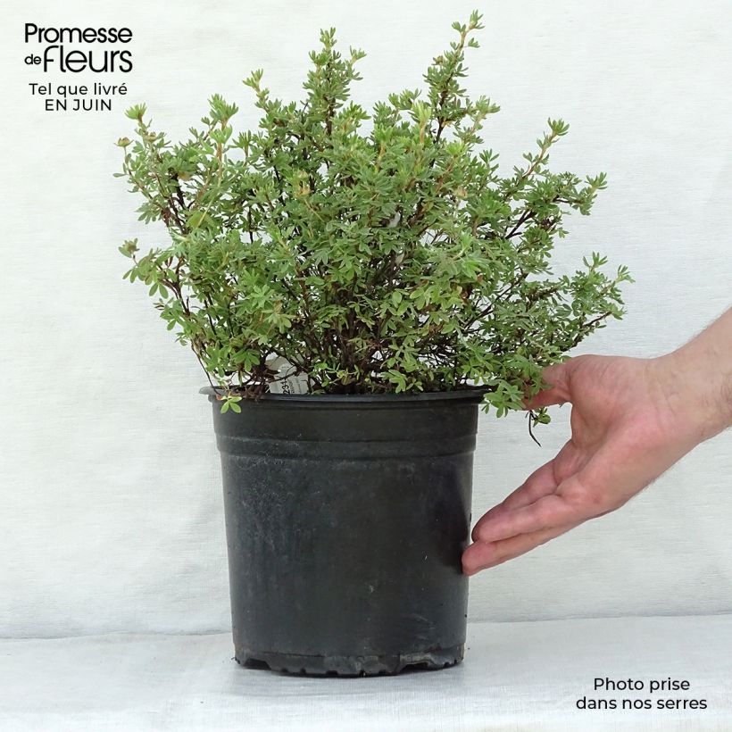 Esimerkki kesällä toimitetusta Pensashanhikki Red'issima Pot de 4L/5L-taimesta