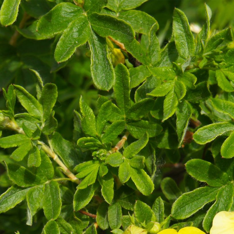 Pensashanhikki Sommerflor (Lehvistö)