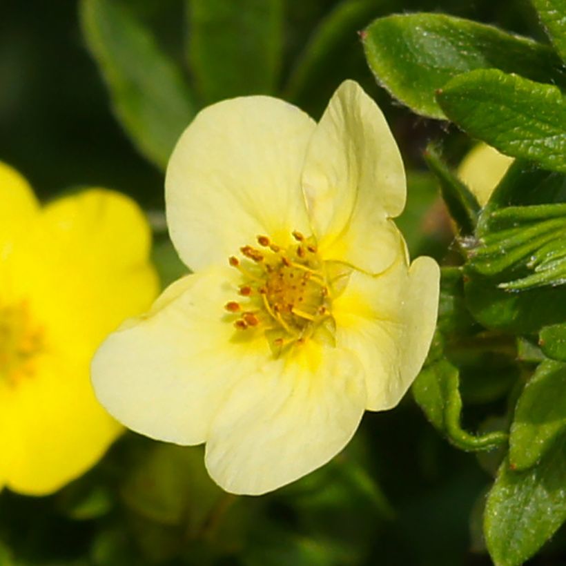 Pensashanhikki Sommerflor (Kukinta)