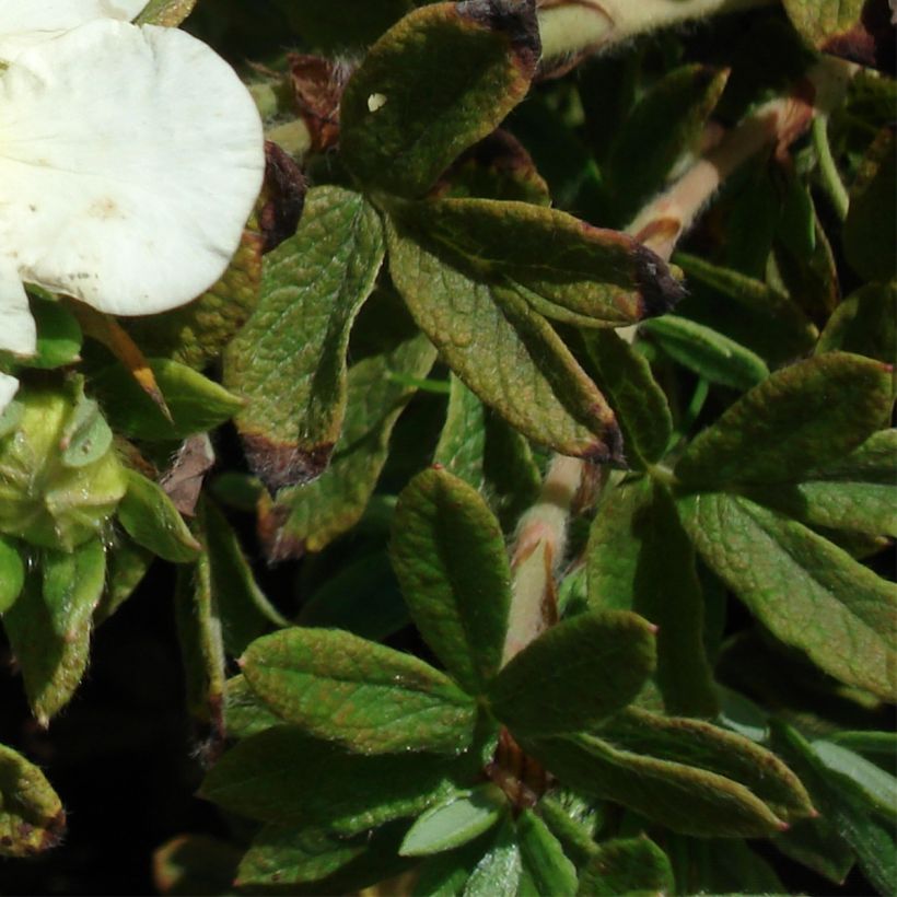 Pensashanhikki Tilford Cream (Lehvistö)