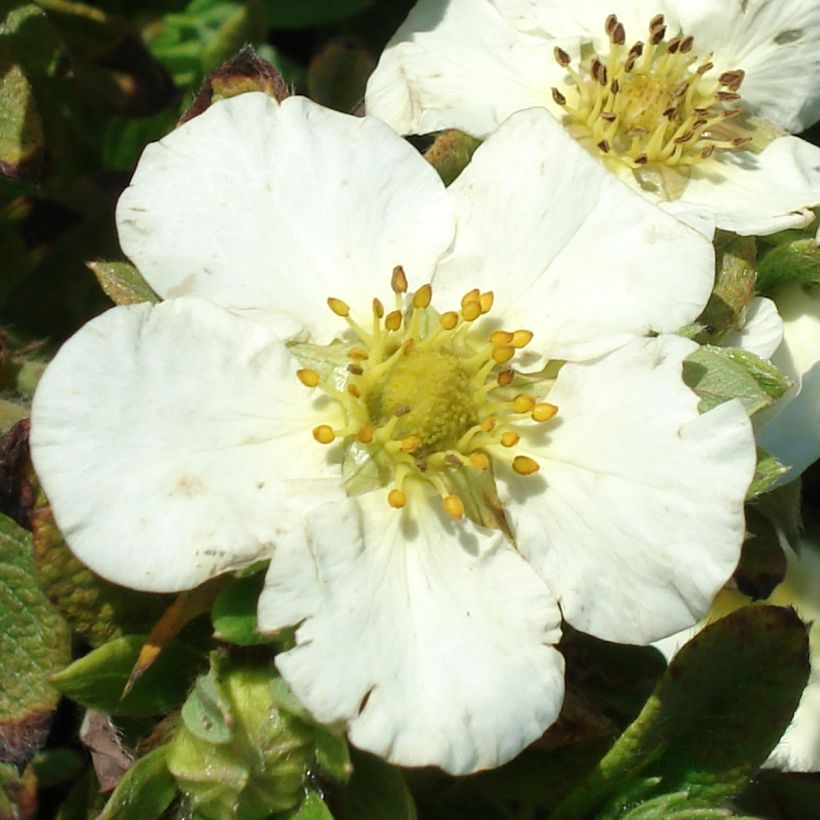 Pensashanhikki Tilford Cream (Kukinta)