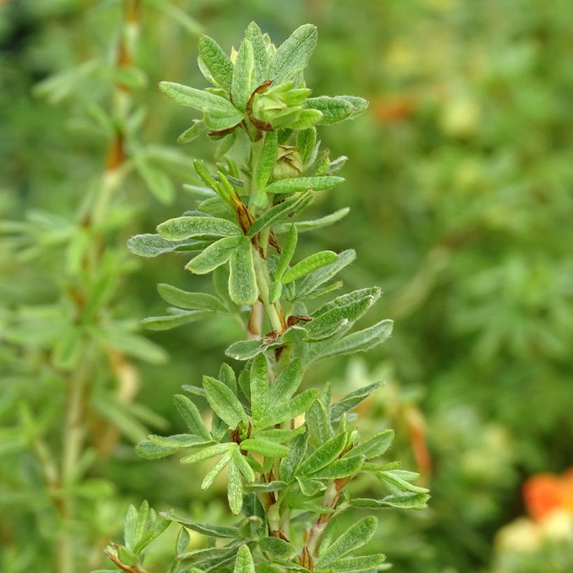 Pensashanhikki Orangissima (Lehvistö)