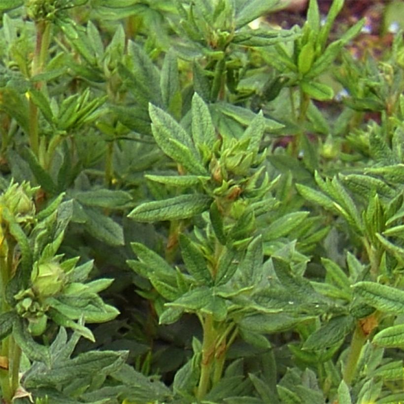 Pensashanhikki Red Lady (Lehvistö)