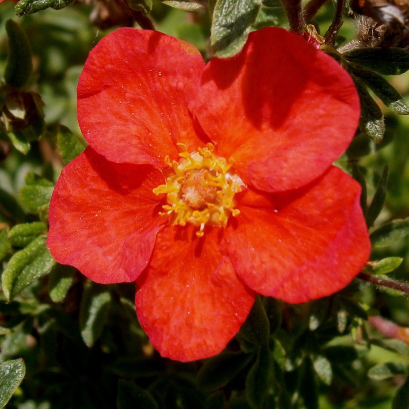 Pensashanhikki Red Lady (Kukinta)