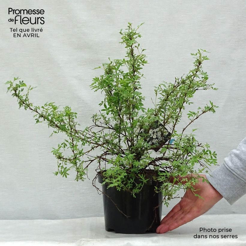 Example of Pensashanhikki Abbotswood Pot de 2L/3L as you get in printemps