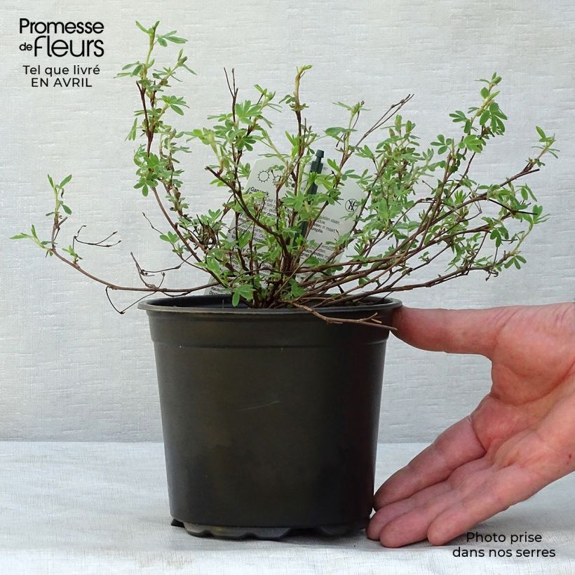 Example of Pensashanhikki Abbotswood Pot de 1L/1,5L as you get in printemps