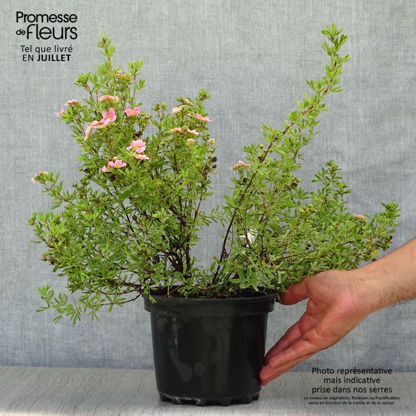 Esimerkki kesällä toimitetusta Pensashanhikki Pink Paradise Ruukku 2L / 3L-taimesta